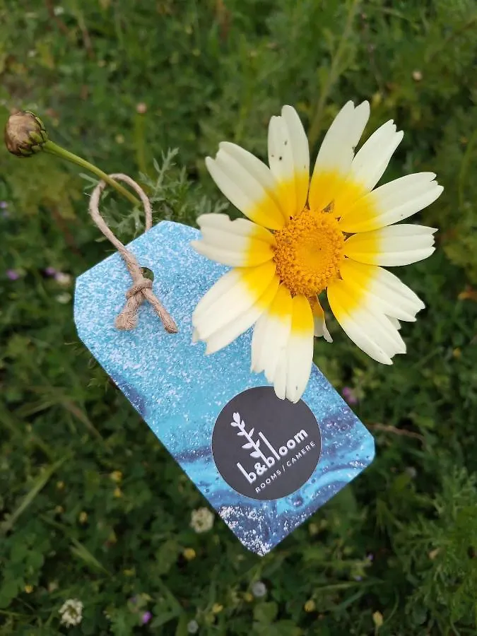Bandbloom Palermo